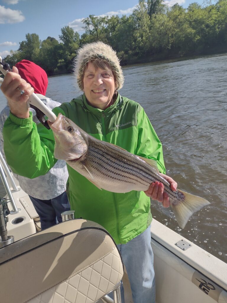 Striper, Roanoke River, Weldon, NC
